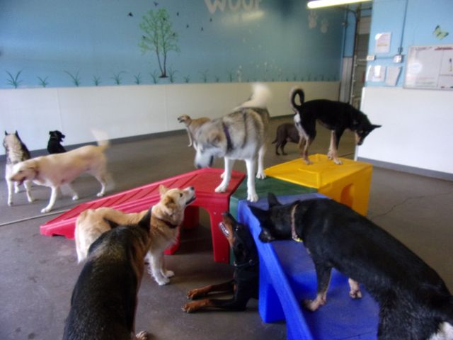 Dogs playing outdoors at camp