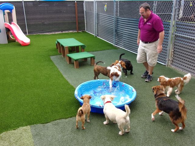 Little dog day camp