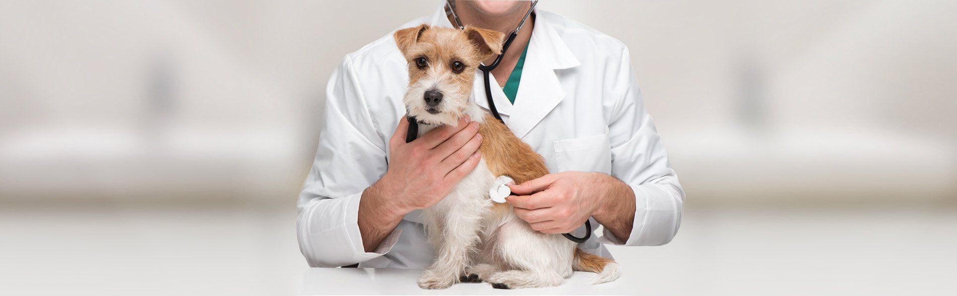 Veterinarian caring for a pet