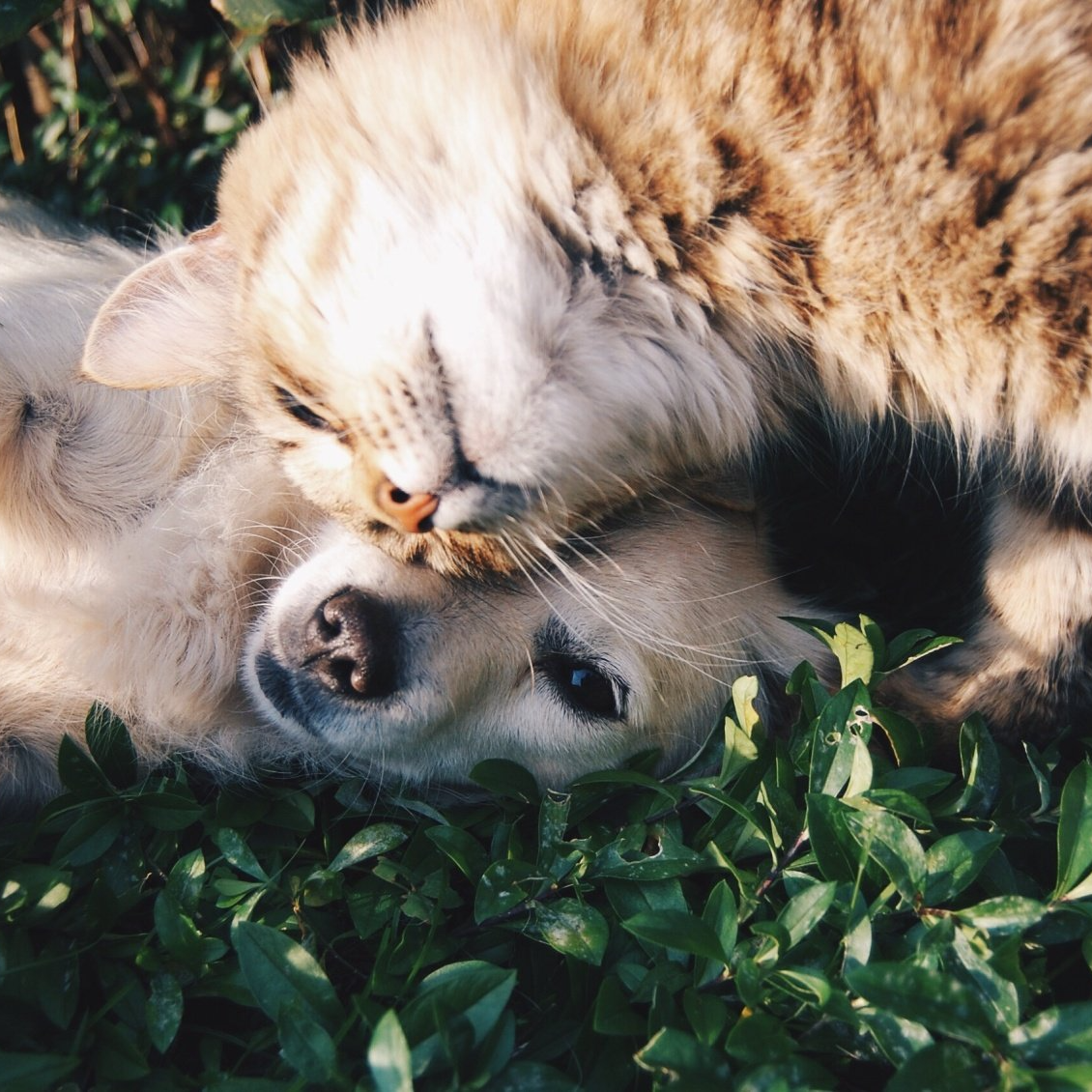 Relaxed pet ready for their stay