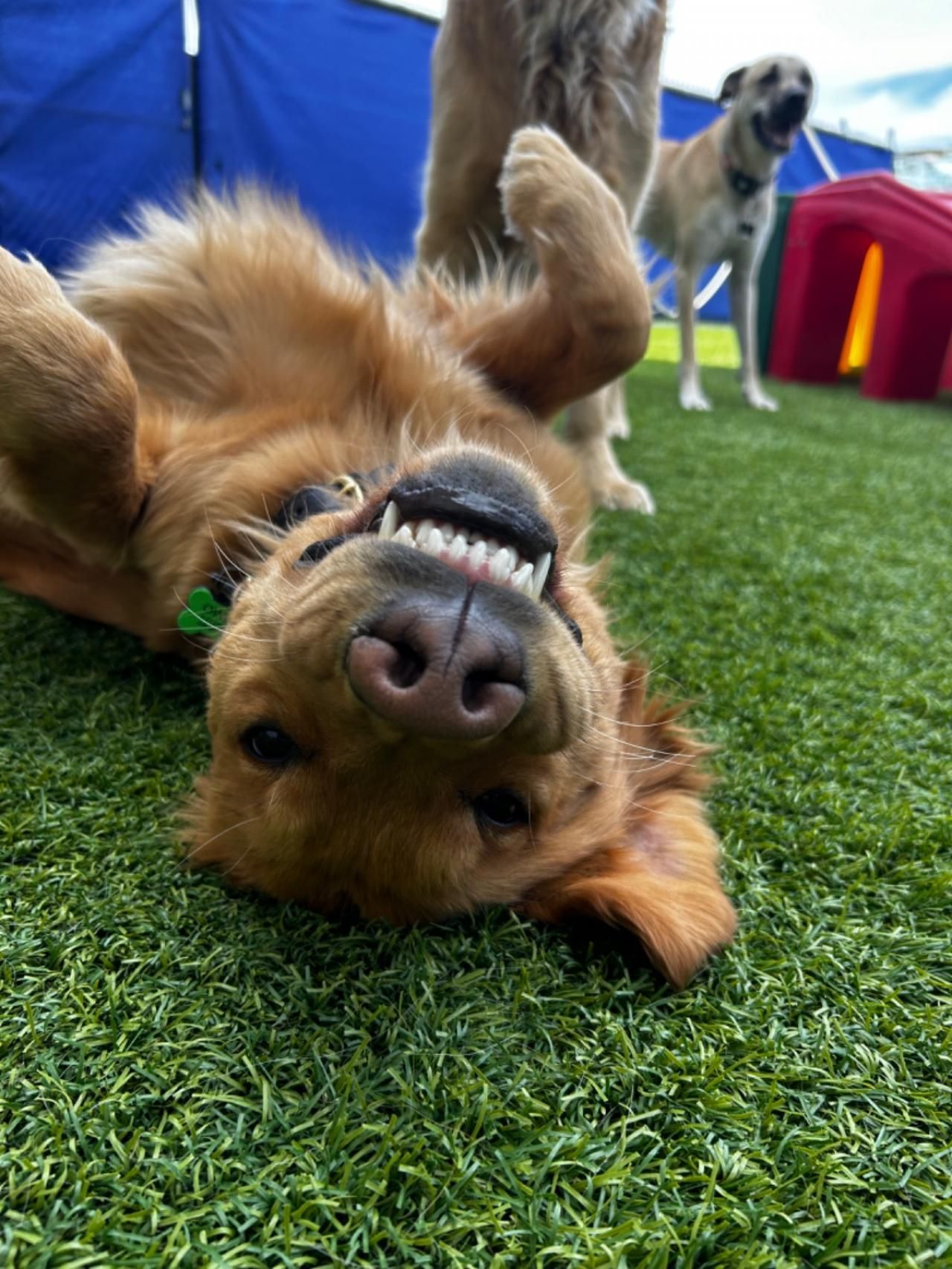 Puppies playing at Wiggles camp